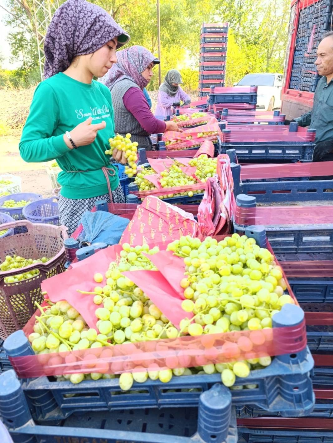 Hücreleri yeniliyor, yaşlanmayı geciktiriyor: Kilosu 100 TL! Hasat başladı, kapış kapış satılıyor 2